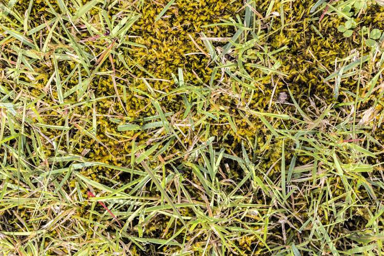 Moss Control on Paddocks and Lawns It is time to be planning in moss control with winters end just around the corner. 