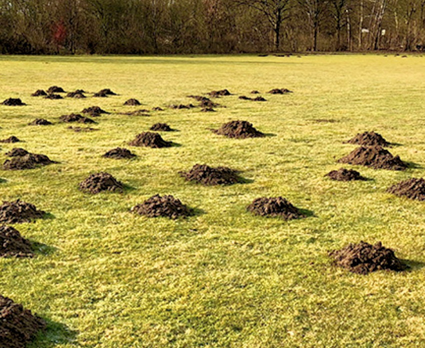 Paddock, Equestrian, Commercial Ground Care and Garden Services company in Sudbury and Essex - Suffolk Border