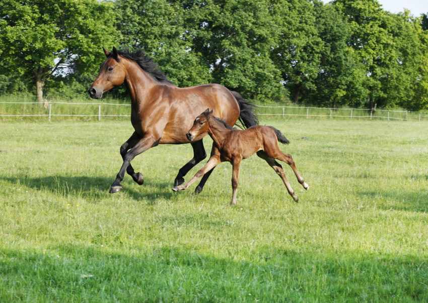 Paddock, Equestrian, Commercial Ground Care and Garden Services company in Sudbury and Essex - Suffolk Border